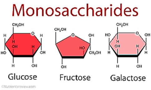 Figure 4.2 Monosaccharides