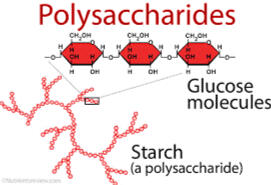 Figure 4.4 Polysaccharides
