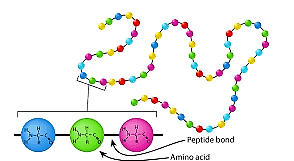 Figure 4.11 Primary