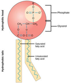 Figure 4.8 Phospolipids