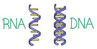 Figure 4.15 Nucleic Acid